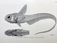 Fish Print Vintage Zoological  Illustration Sujidara Grenadier