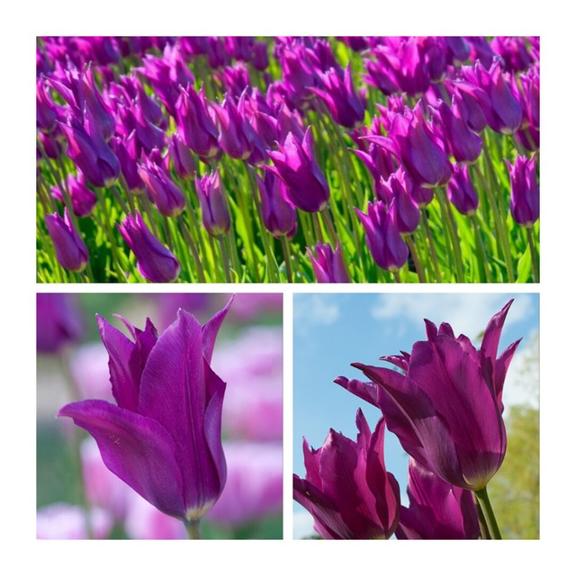 10 X Humphreys Garden Yume No Murasaki Lily Flowered Tulip Bulbs.stunning Purple for sale online