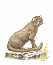 Kot łąkowy drapieżniki kocie - obraz z nadrukiem artystycznym - 25,5 x 17,5 cm