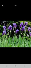 Heirloom Purple Iris Rhizomes, Pack Of 10