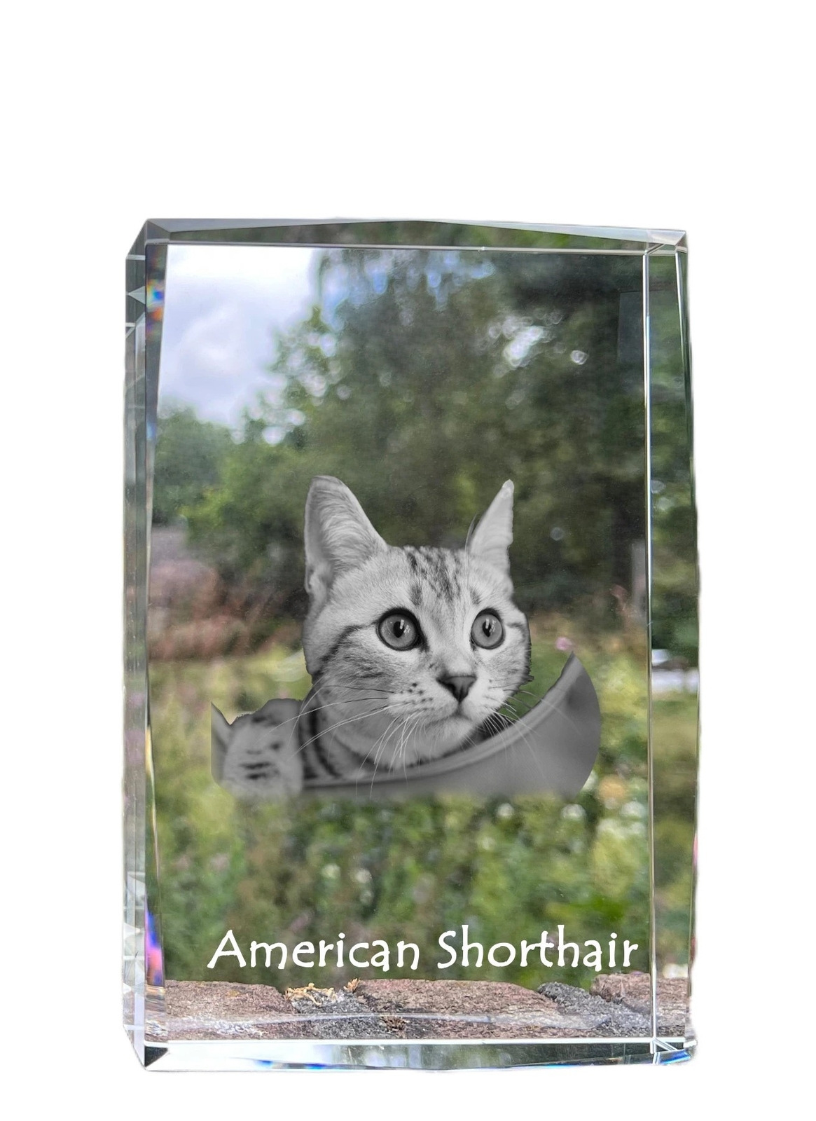 American Shorthair - crystal with a picture of a cat| photo in glass| modern exh