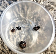 Brown algae snails baby’s size :fingernail fresh waters good condition easy to r