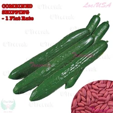 Long Summer Burpless Cucumber SEEDS - Hybrid | Vegetable Seeds