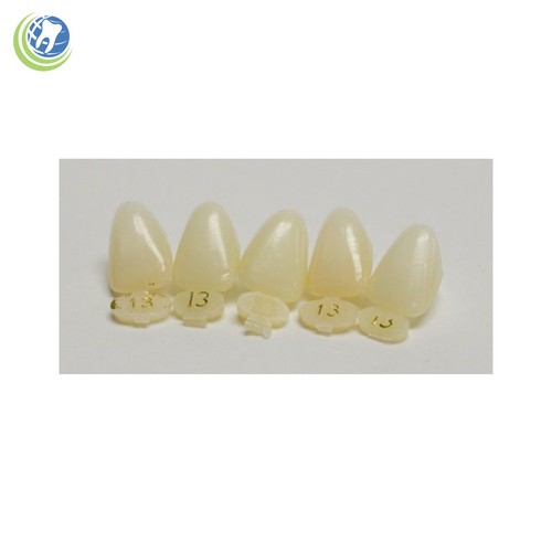 DENTAL POLYCARBONATE TEMPORARY CROWNS 13 (URC) UPPER RIGHT CENTRAL 5