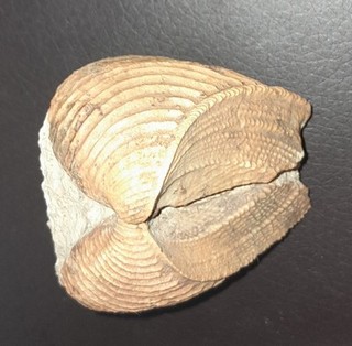 Trigonia costata doppelklappig Dogger Frankreich