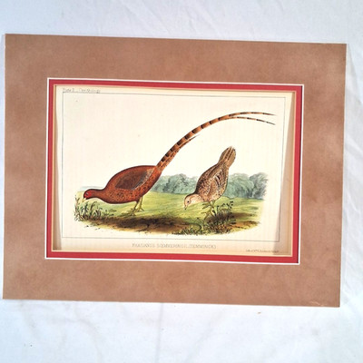 Antique William Heine Hand Colored Lithograph Copper Pheasant Perry's Expedition