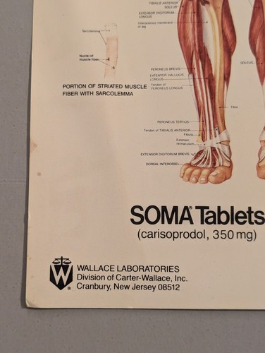 Vtg Bachin Anatomical Chart - Muscular System - 1986 Poster 14.5 x 11 - Soma Ad - Picture 5 of 14