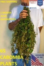 65 Green Cabomba live aquarium plants aquascaping planted tank pond easy beginer