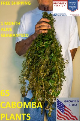 #ad 65 Green Cabomba live aquarium plants aquascaping planted tank pond easy beginer $39.99