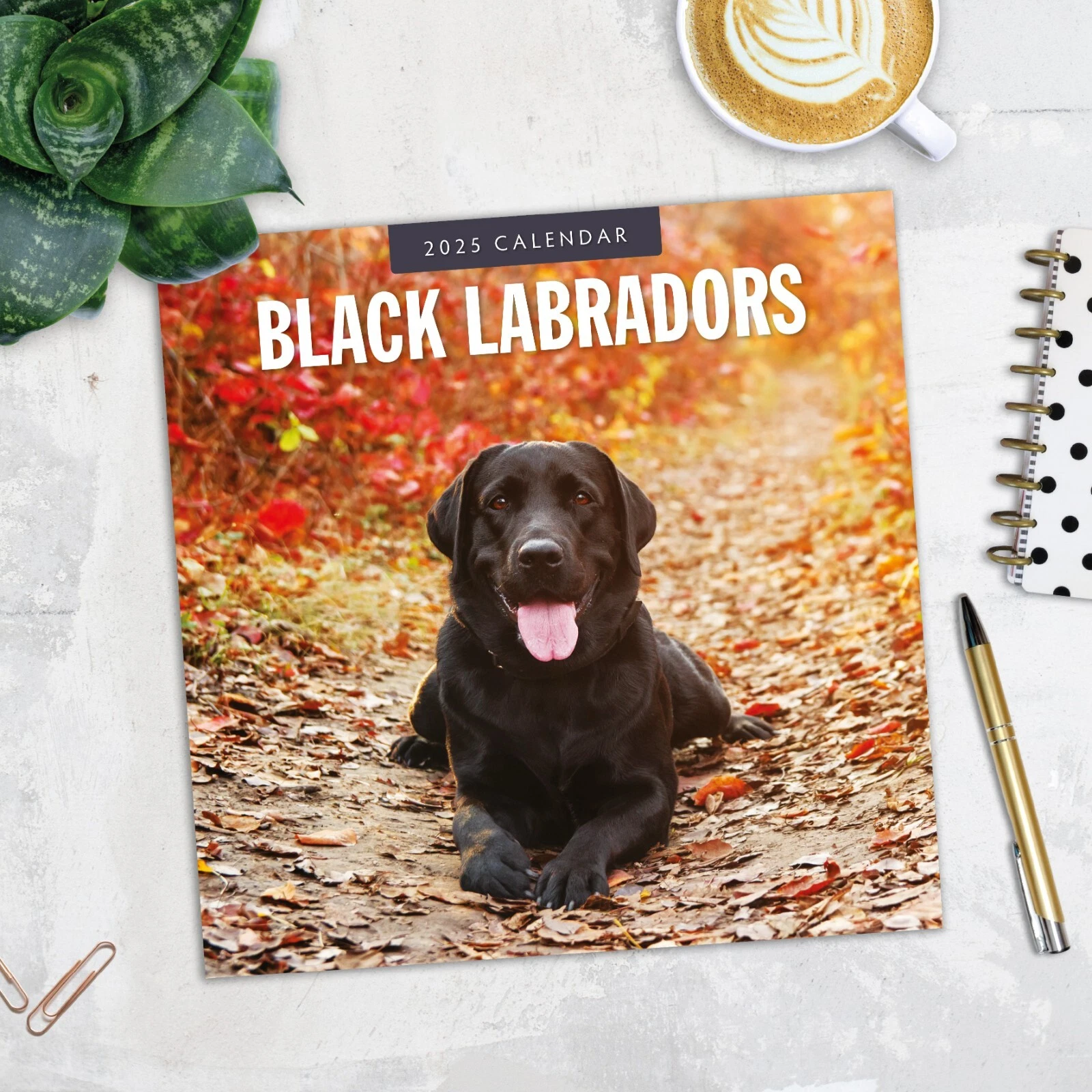 Black Labradors 2025 Square Wall Calendar
