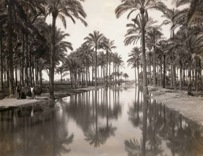 Irrigation Canal In Forest Of Marg Near Heliopolis OLD PHOTO