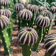 RareSucculente Uebelmannia Casa Vaso Decorazione Giardino Piante Cactus 5cm