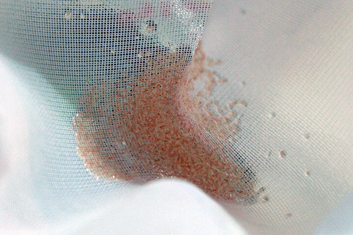 120k Moina Macrocopa eggs High protein Food For Betta Killifish Guppy Fish tank - Image 3 of 4