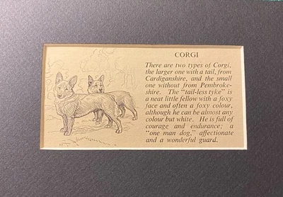 Pembroke Welsh Corgi - Custom Matted 5 x 7 - 1950 Vintage Dog Art Print - Image 1 of 2