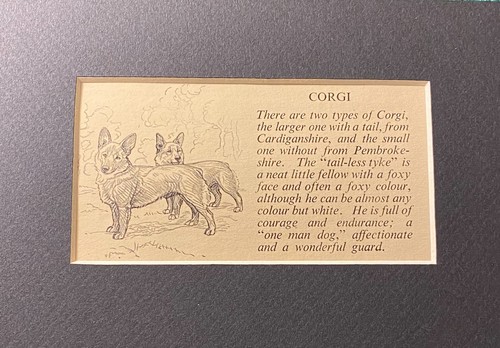 Pembroke Welsh Corgi - Custom Matted 5 x 7 - 1950 Vintage Dog Art Print