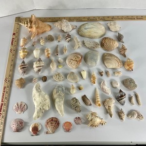 Large Seashell Coral Fossil Lot Conch Scallop Cowrie Nautical Beach Decor Displa