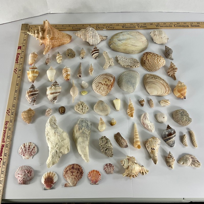 Large Seashell Coral Fossil Lot Conch Scallop Cowrie Nautical Beach Decor Displa
