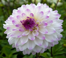 1 - Dinnerplate Dahlia HAPET BLUE EYES Flower Bulb Tuber Clump FREE SHIPPING