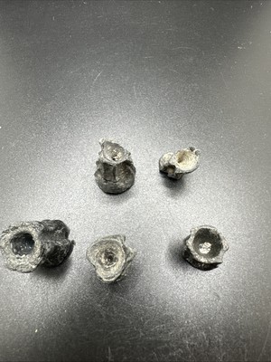 Lot (5) Aquatic Vertebrate Fossils!! Savannah River GA.! (0047) !