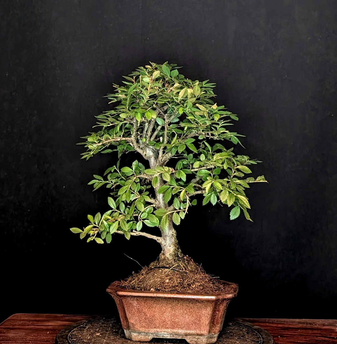 drachenbaum green jewel Jade Jewel Dracaena main image 0