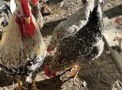 SWEDISH FLOWERS  100% PURE TYPE ( 6 ) HATCHING EGGS