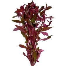 Buy 2 Get 1 Free Ludwigia Repens Dark Red 3 Stems Easy Aquarium Plant