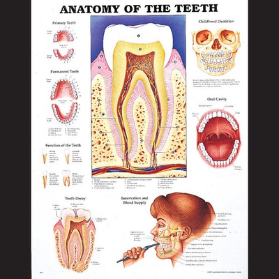 #ad #ad Anatomy Of The Teeth Chart $34.60