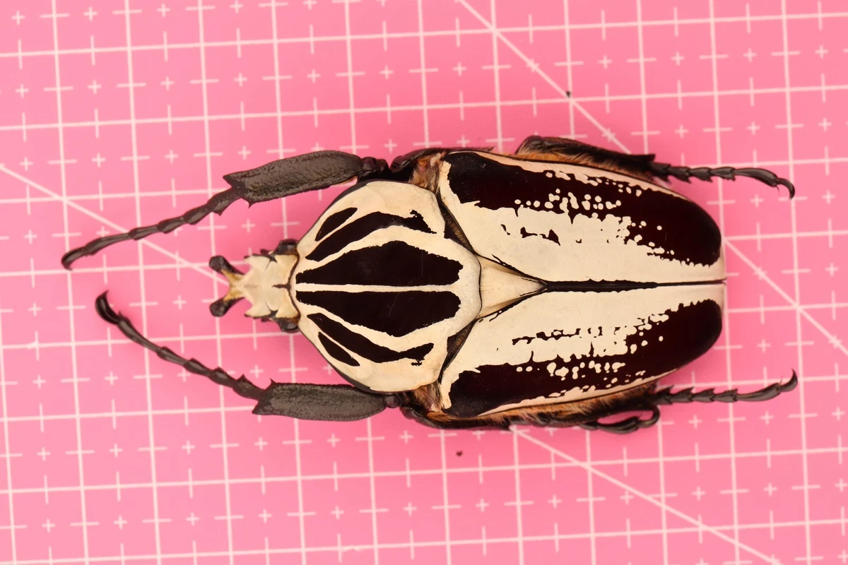 標本 Cameroon Goliathus goliathus 79mm 標本 Cameroon Goliathus goliathus 79mm 標本 Cameroon Goliathus