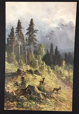 Antique Postcard Wildlife in Forest Early 1900s Artwork Portrait H.K. & Co.