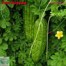 Bitter Gourd Seeds | Green Skin Long Bitter Gourd seeds | Bitter melon Seeds