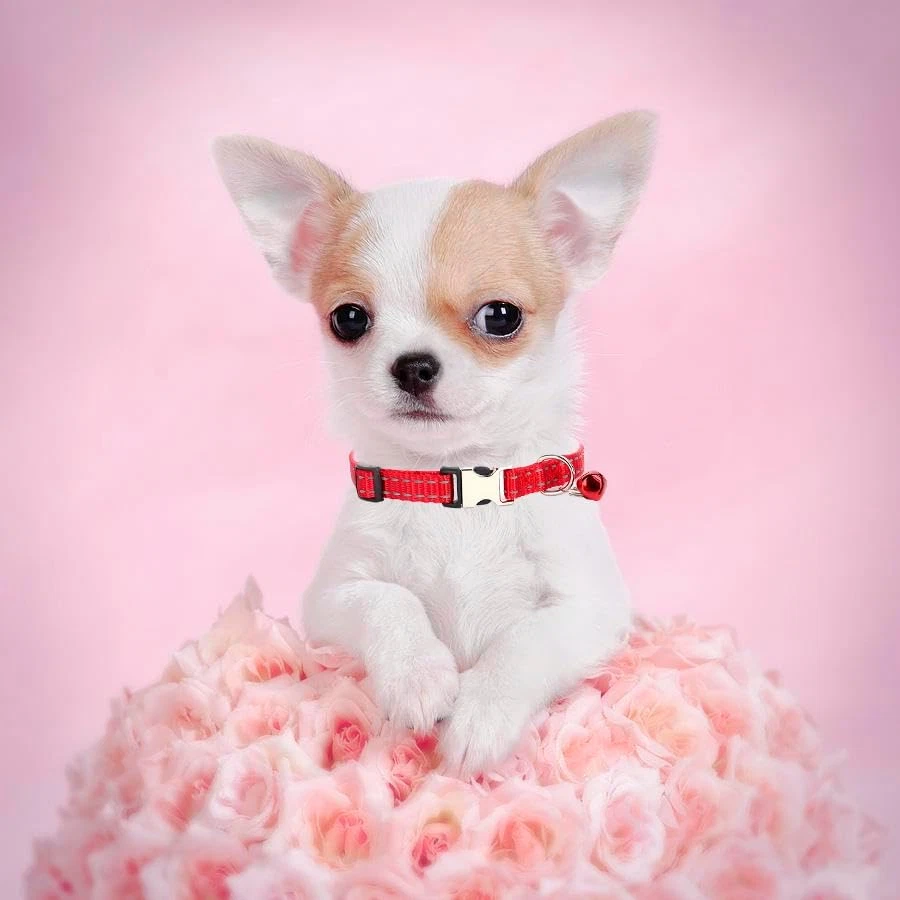 Small Dog Collar with Bell, Green Reflective Male Cat Collars Nylon Metal Buckle - Image 3 of 4