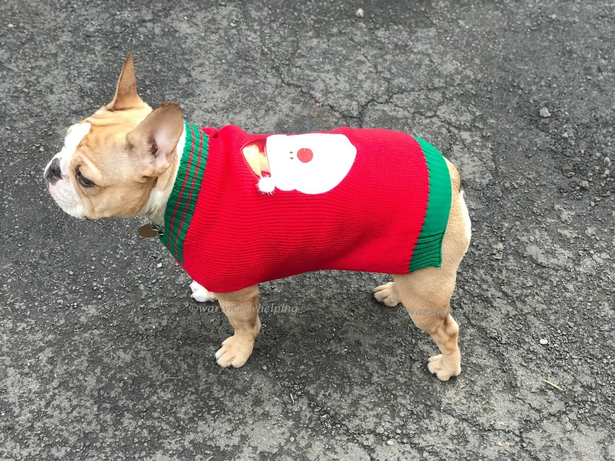 Christmas Dog Puppy Santa Jumper XS 10