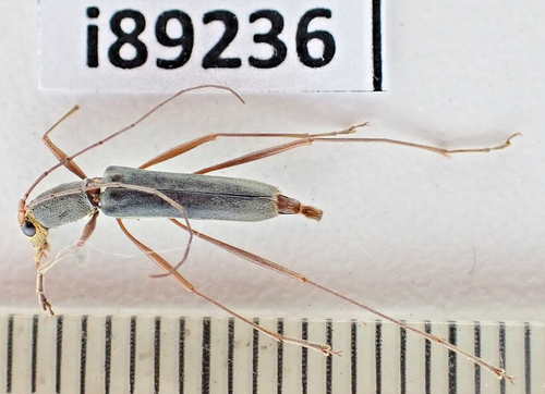 i89236. Insects, Cerambycidae sp. Vietnam Central. Kontum - Bild 1 von 2