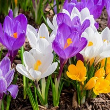 Crocus Species Mixed, 60 x Bulbs, Spring Flowering Bulbs for
