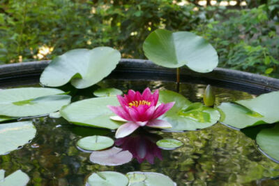 rote, smart Seerose / Nymphea für´s Aquarium oder einen Gartenteich --> Sämerei