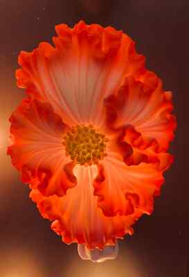 NIB Margarita Begonia Night Light from Ibis and Orchid Design