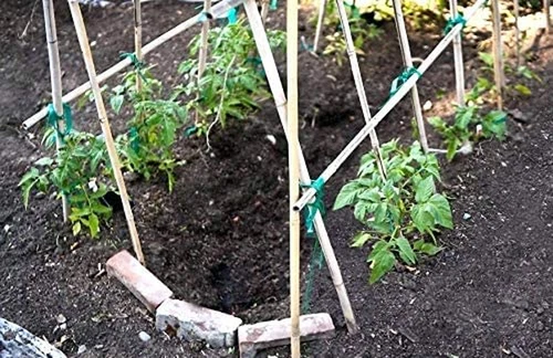 Confezione 25 Pali Bambù 3' Naturali Tan Interno Esterno Finitura Naturale Giardinaggio - Foto 4 di 11