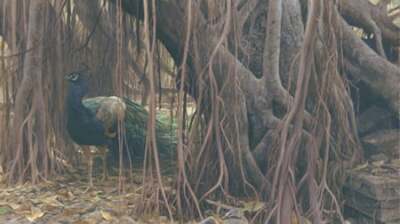 Robert Bateman - Banyan Walk - Peacock - S/N Canvas Giclee - Signed - MINT