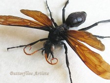 Giant Tarantula Hawk Wasp Pepsis Heros Real F...