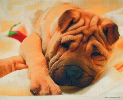 Springbok SHAR PEI 80 Pieces BOXLESS Jigsaw Puzzle Dog Puppy Animal 100%