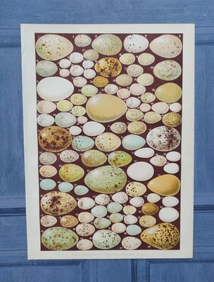 Original Antique 1891 British Birds Eggs Book Chromolithograph Picture Bird Egg