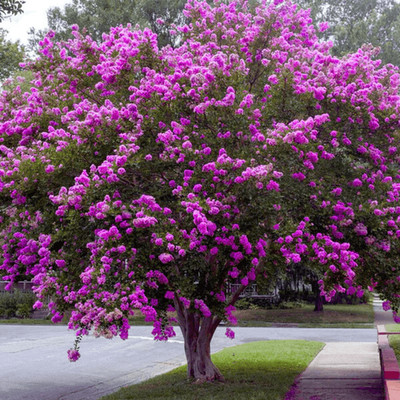 Twilight Crape Myrtle: Sunset Purple Flowers on a Fast Growing, Elegant Tree
