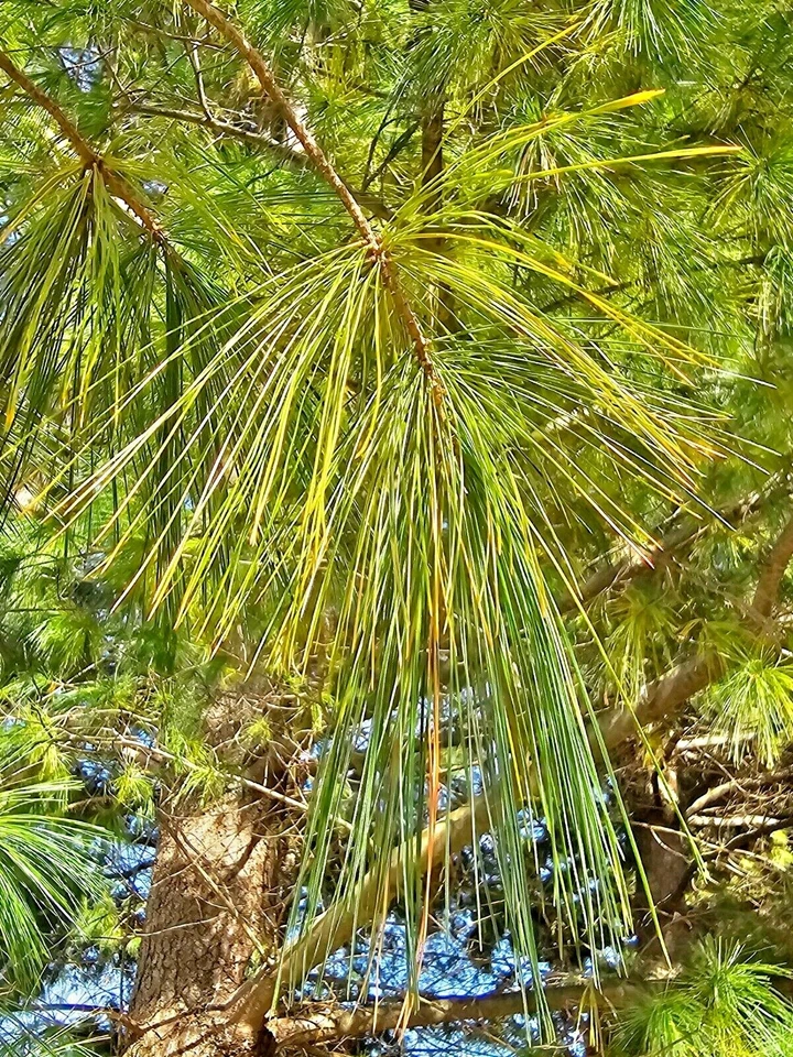 Agujas de té de pino blanco infusión orgánica recién recogidas silvestres cultivadas en Wisconsin Foto 3 de 4