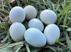 10 Chocolate Ermine Mauve True Ameraucana Eggs — photo 7