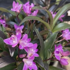 Dendrobium Kingianum. A Hardy And Easy Growing Orchid, Fragrant.Seedlings