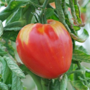 30 Graines Seeds Tomate Ancienne Variete Cuor Di Bue Coeur De Boeuf Bio Ebay