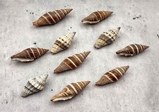 Assorted Miter Seashells Brown Striped (approx. 10+ shells 1.25+ inches)