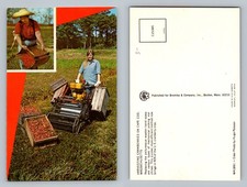 Cape Cod, MA-Massachusetts, Harvesting Cranberries PickerVintage Postcard