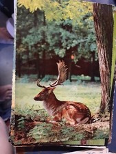 vintage postcard postally used 1966 moose germany