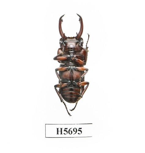 BEETLE, INSECT- H5695.Lucanidae: Falcicornis negrei-VERY RARE, BIG 32MM, VIETNAM - Picture 2 of 3